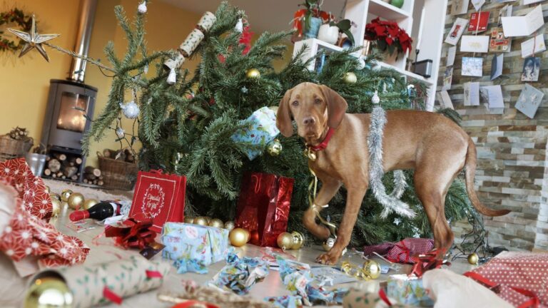 Do Your Dogs Freak Out When They Hear Wham’s Last Christmas? There’s a Reason for That A brown dog looks at the camera in front of a toppled Christmas tree, with wrapping paper strewn about the room.