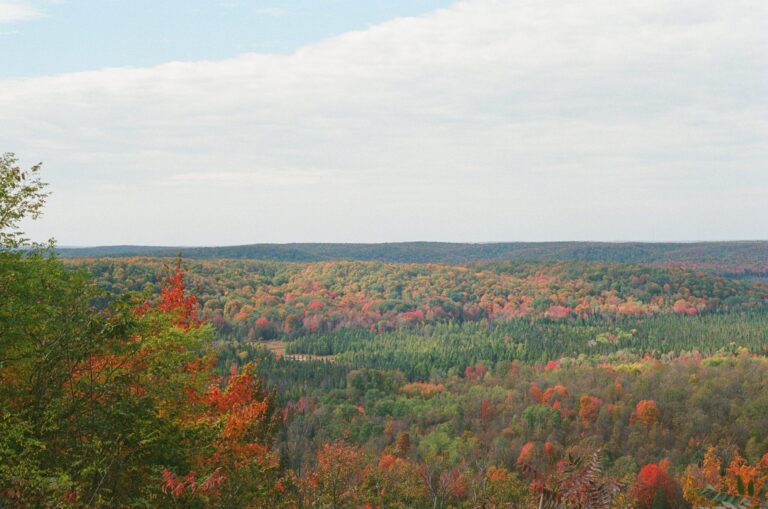 How I Optimized My Leaf Raking Strategy Using Linear Programming How I Optimized My Leaf Raking Strategy Using Linear Programming