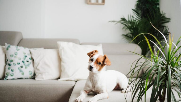 money tree houseplant in a brown planter