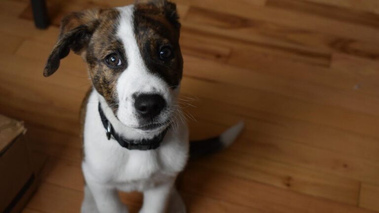 Want to Be a Better Pet Parent? AI Can Help A photo of my puppy